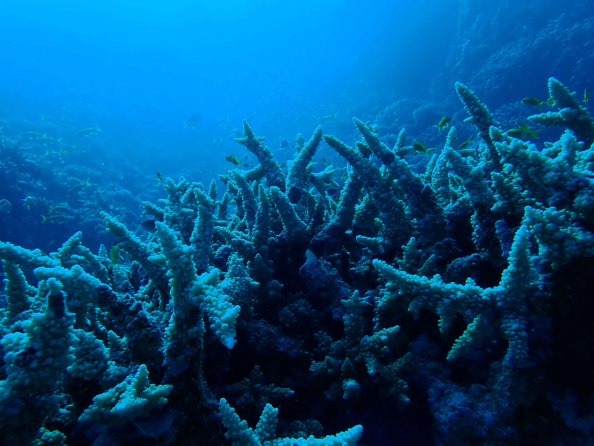 Image of Acropora hemprichii (Ehrenberg 1834)