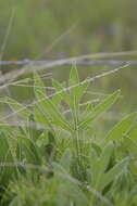 Image de Silphium albiflorum A. Gray