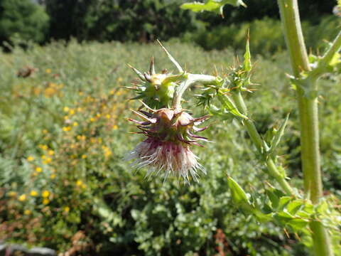 Image of Mt. Hamilton thistle