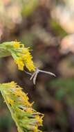 Lioptilodes albistriolatus (Zeller 1871) resmi