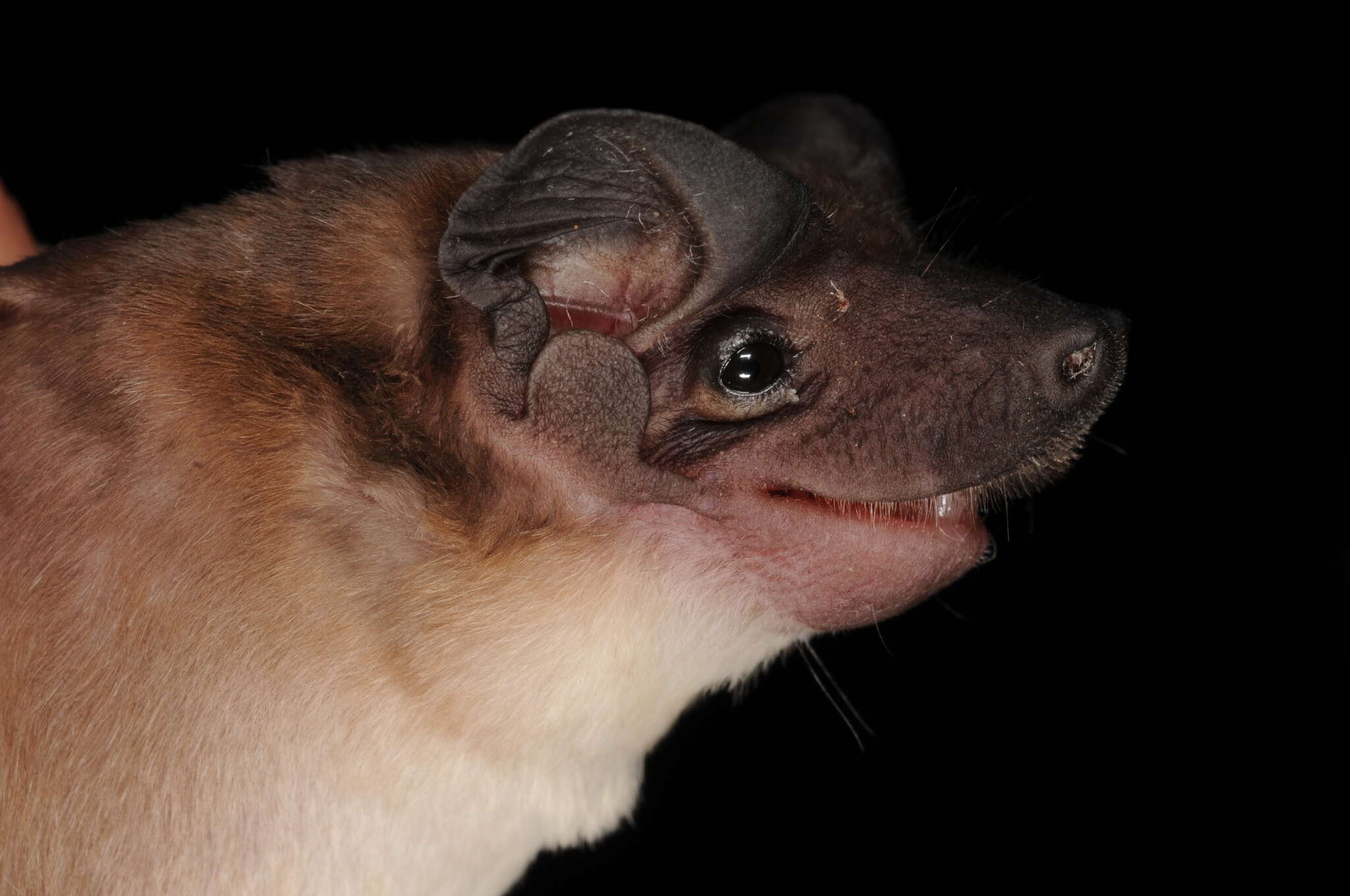 Image of southern dog-faced bat