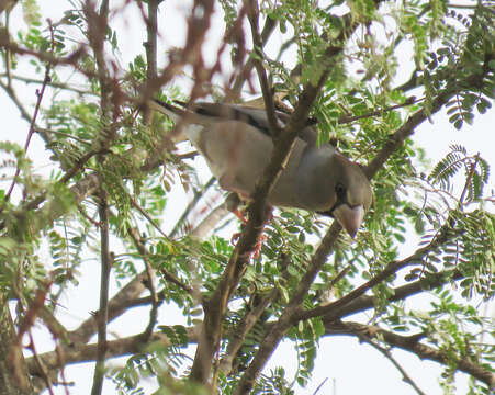 Coccothraustes coccothraustes coccothraustes (Linnaeus 1758)的圖片