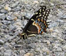 Image of Palamedes Swallowtail