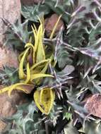 Image of Ceropegia lutea subsp. lutea