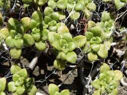 Image of Aeonium lindleyi subsp. lindleyi