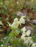 Image of Downy Hemp-nettle