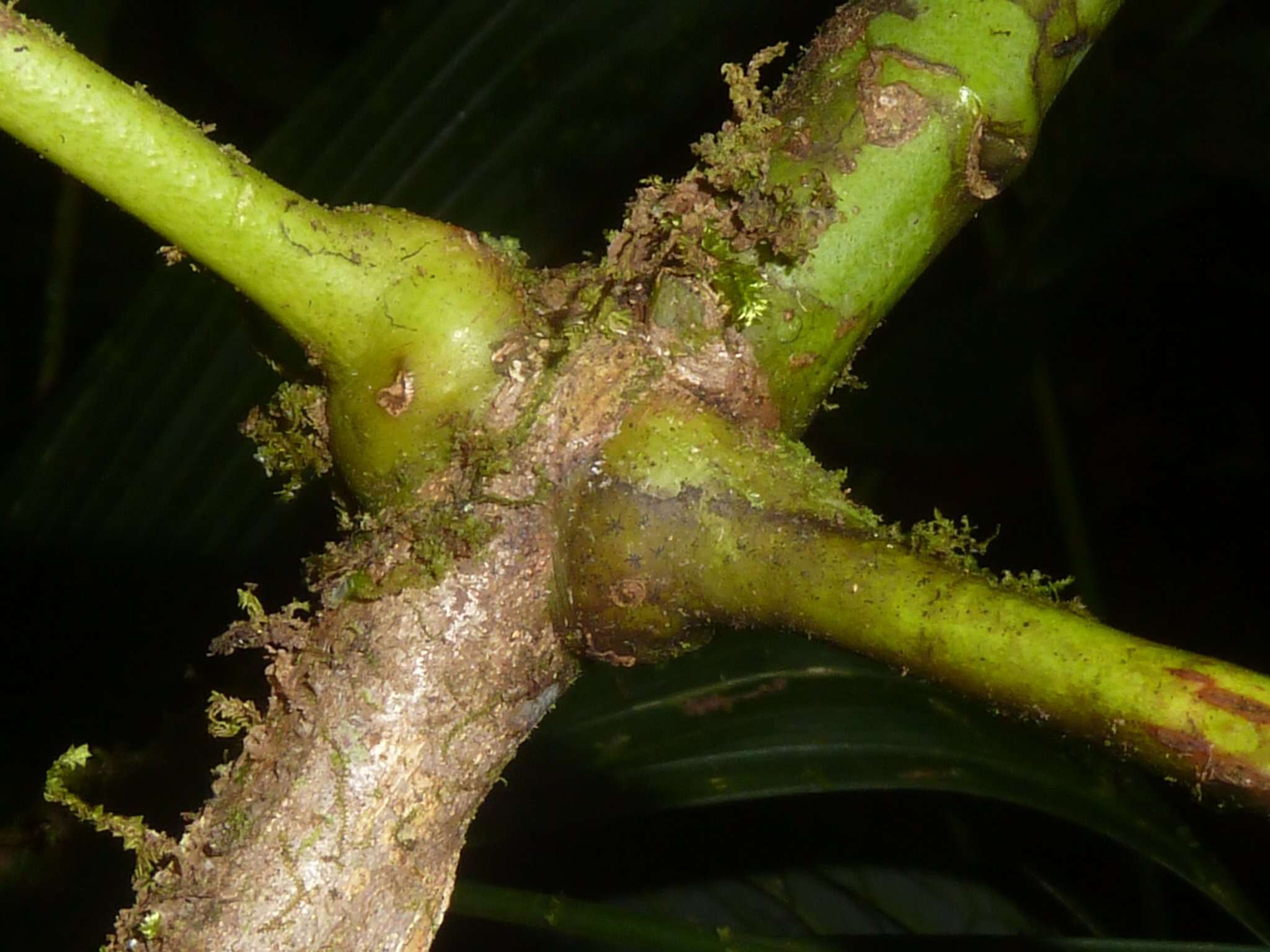 Image of Amyris magnifolia Gómez-Laur. & Q. Jimenez