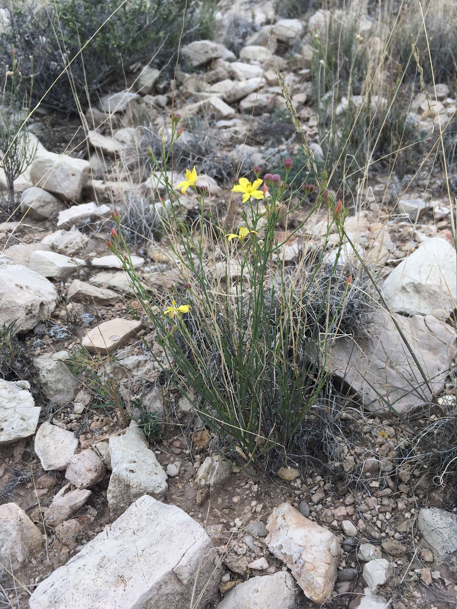 Plancia ëd Menodora scabra Engelm. ex A. Gray