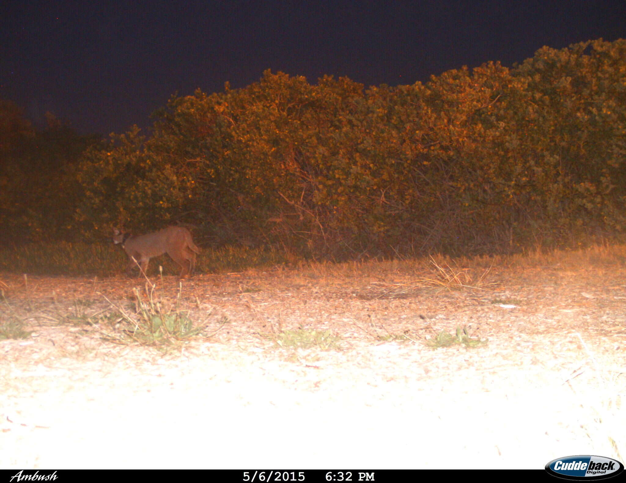 Image of Caracal caracal caracal (Schreber 1776)