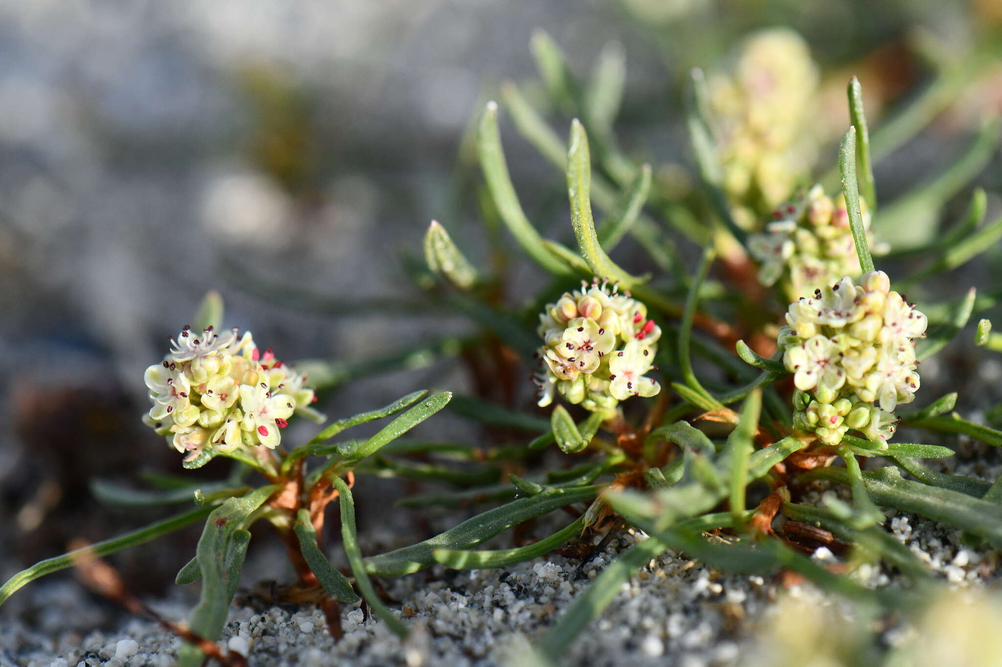 Image of Knorringia sibirica subsp. thomsonii (Meisner) S. P. Hong