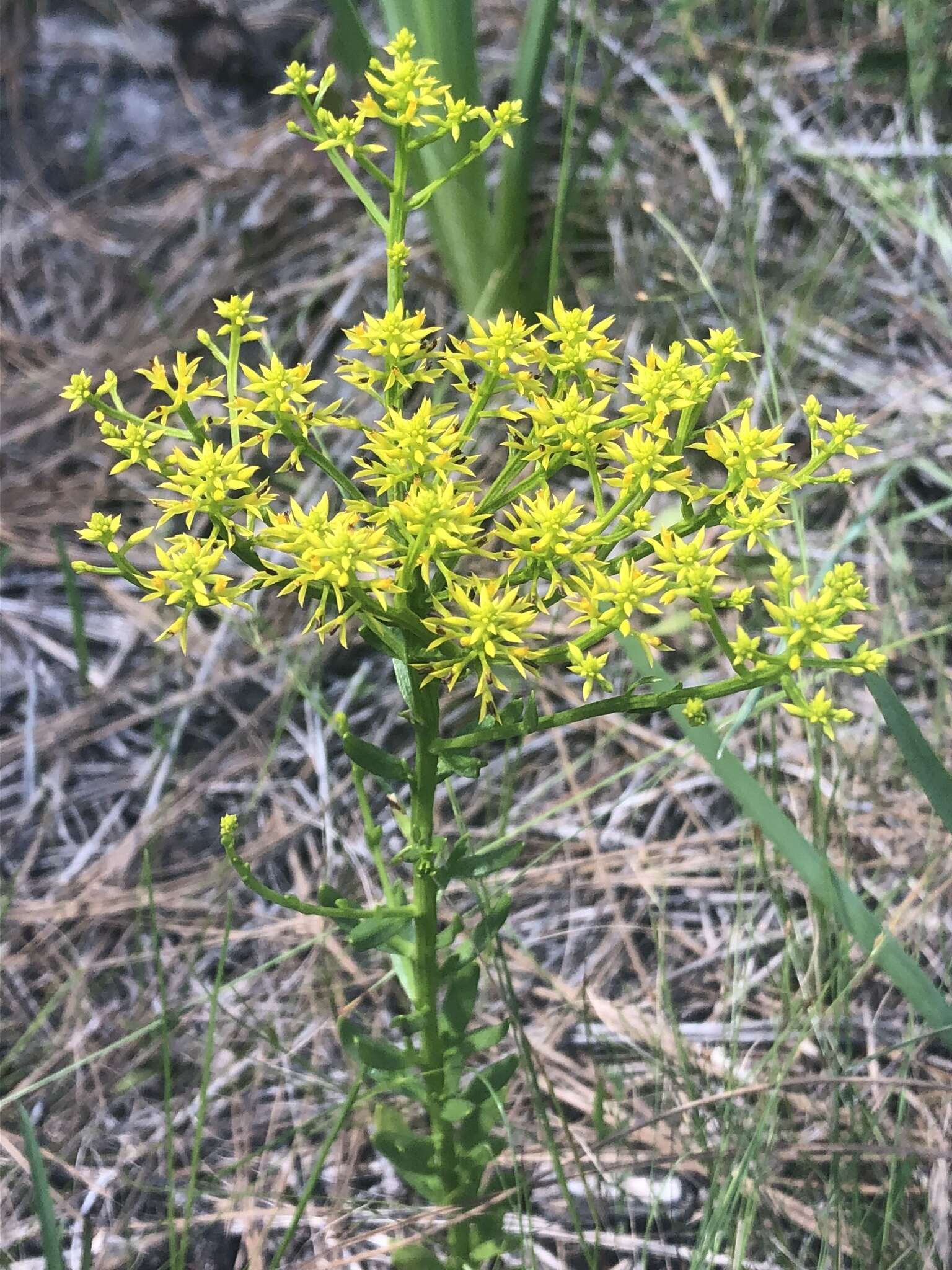 Polygala ramosa Ell.的圖片