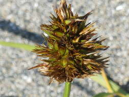 Image of largehead sedge