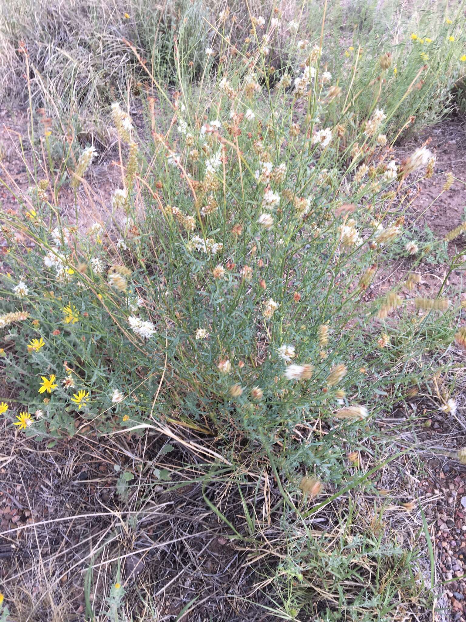 Image of white prairie clover