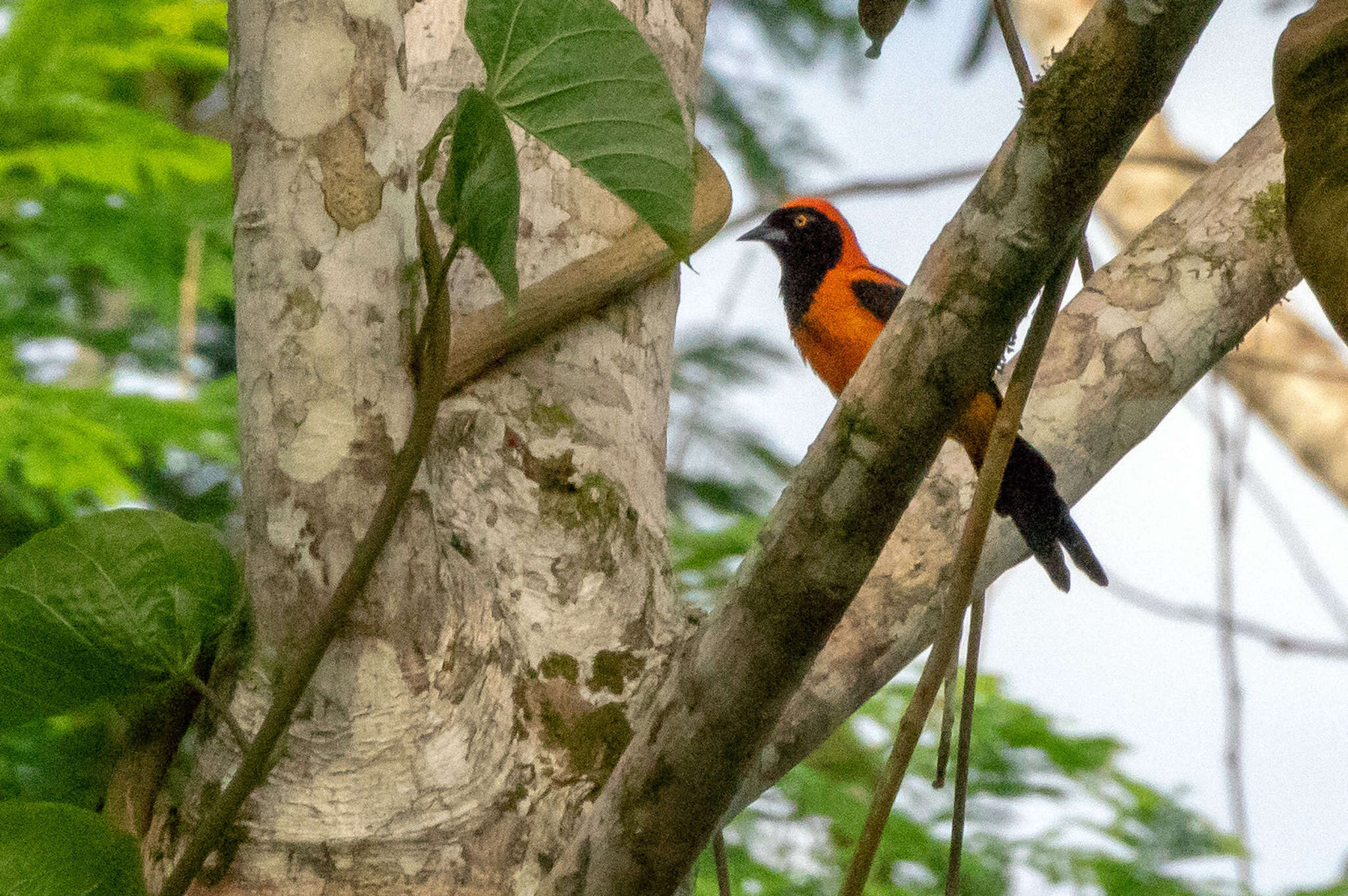 Image of Orange-backed Oriole