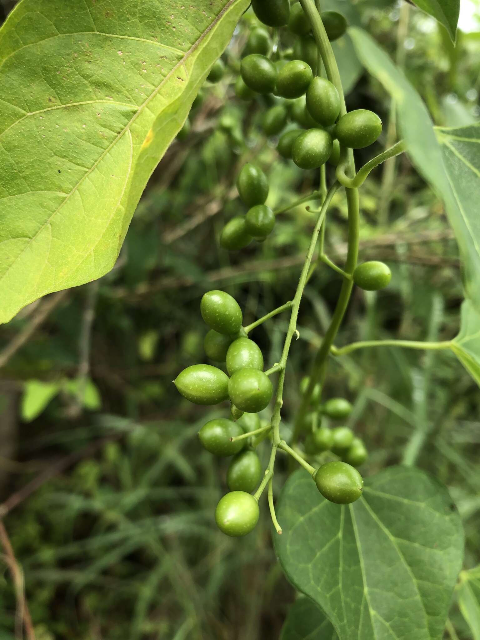 Image of Solanum subinerme Jacq.