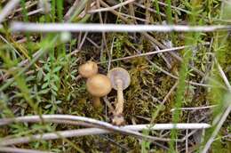 Plancia ëd Agrocybe elatella (P. Karst.) Vesterh. 1989