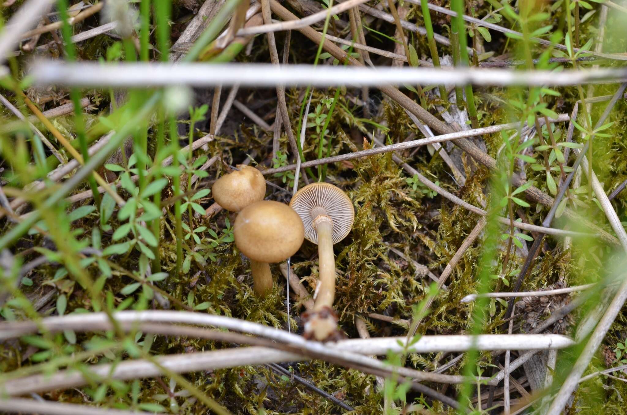 Слика од Agrocybe elatella (P. Karst.) Vesterh. 1989