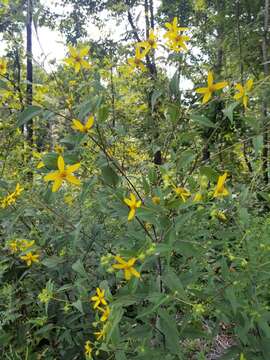 Sivun Helianthus eggertii Small kuva