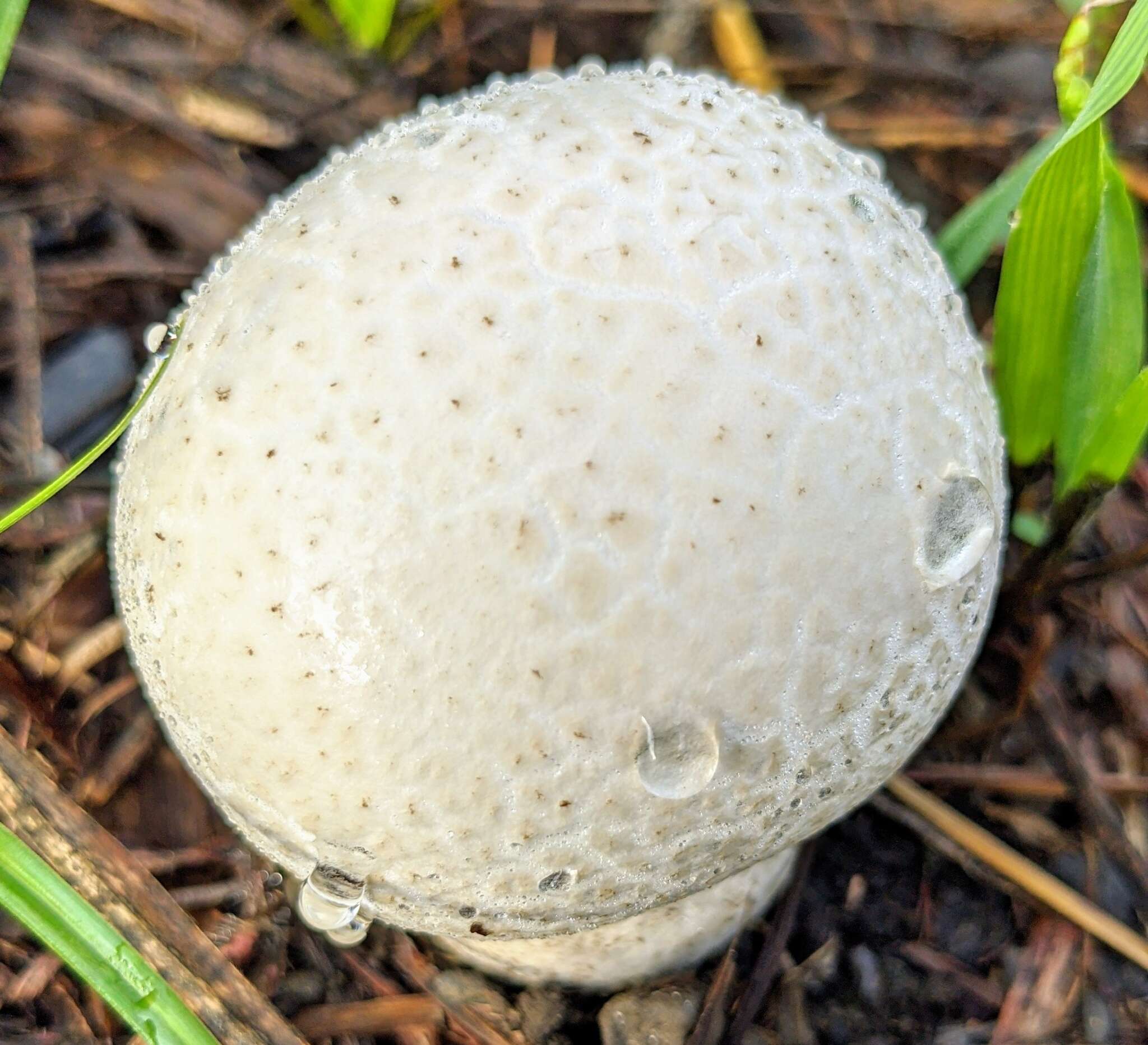 Imagem de Calvatia lilacina (Mont. & Berk.) Henn. 1904