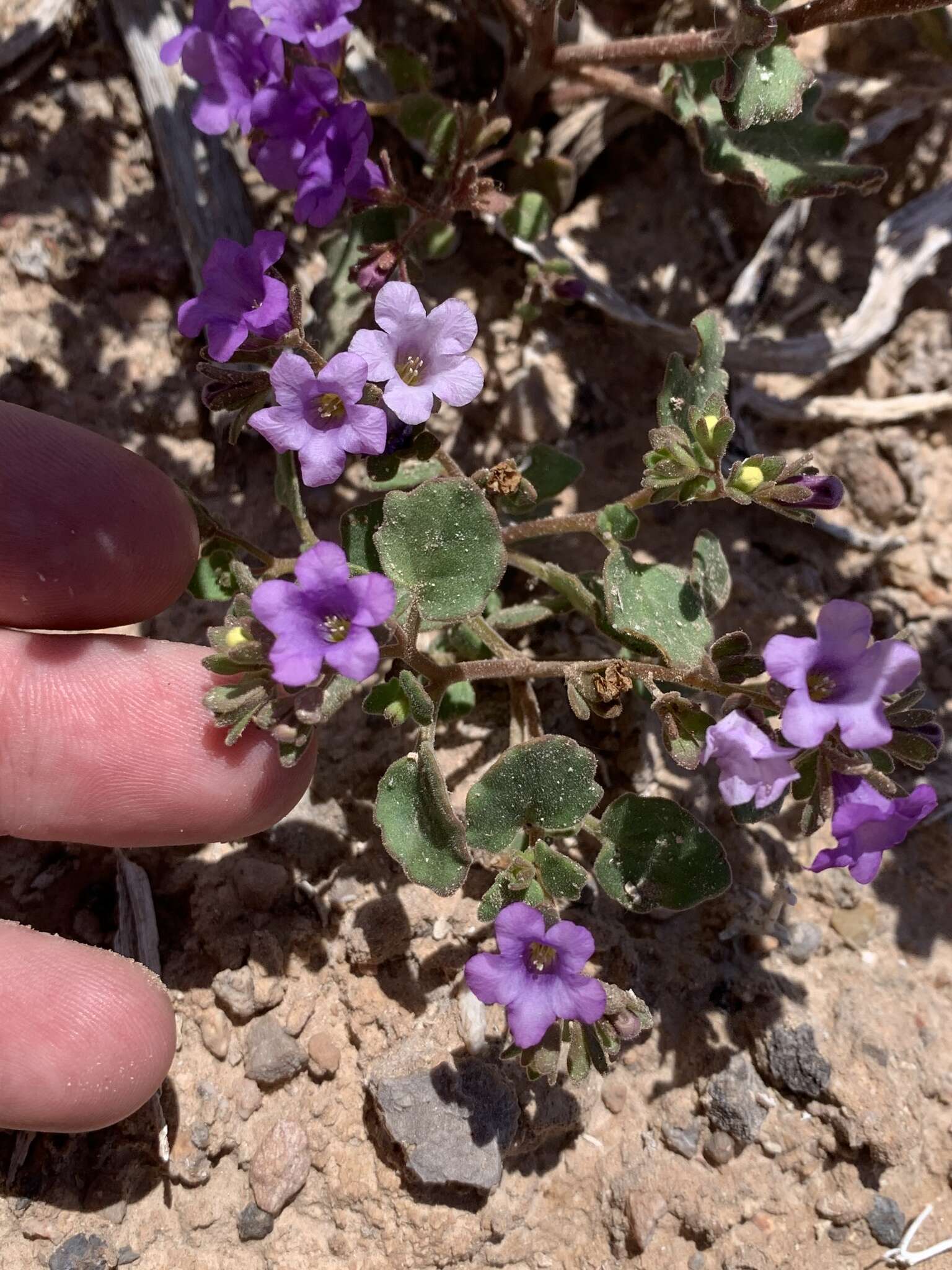 Phacelia pulchella A. Gray resmi