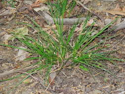 Image of Willdenow's sedge