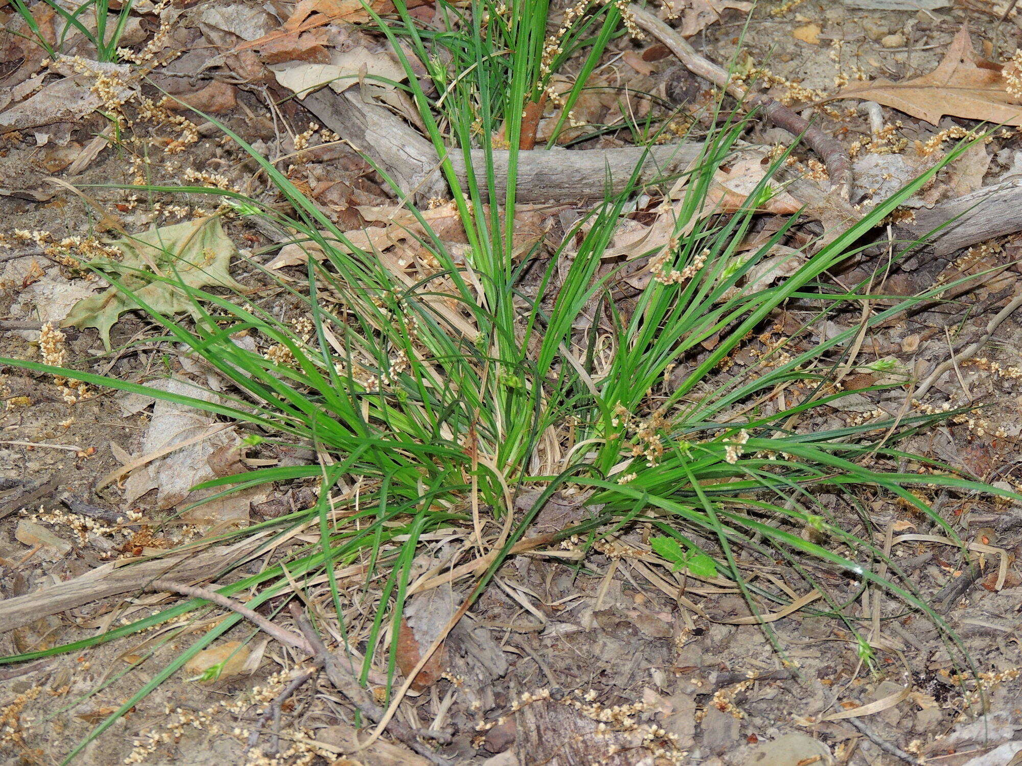 Image of Willdenow's sedge