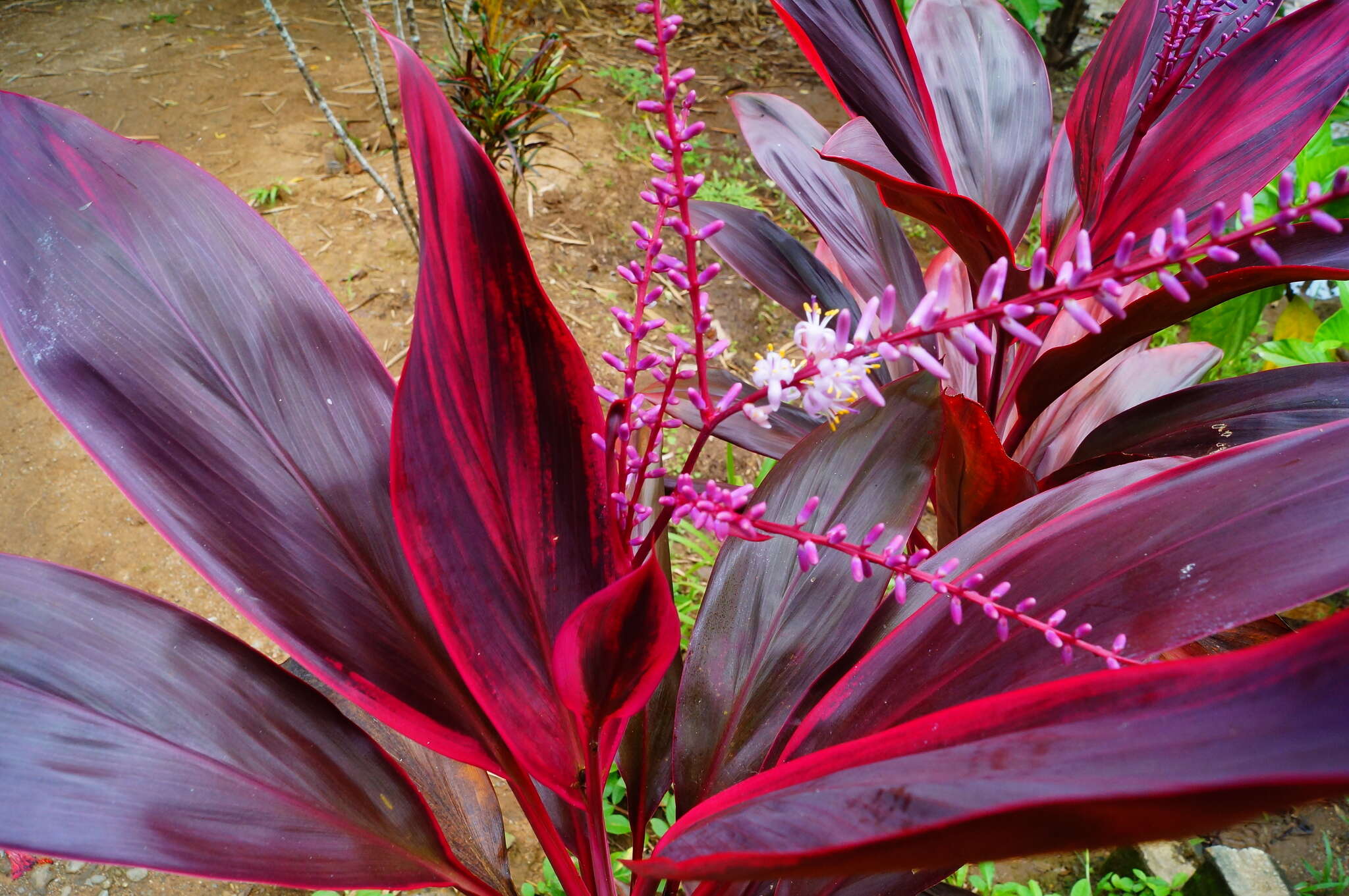 Imagem de Cordyline fruticosa (L.) A. Chev.