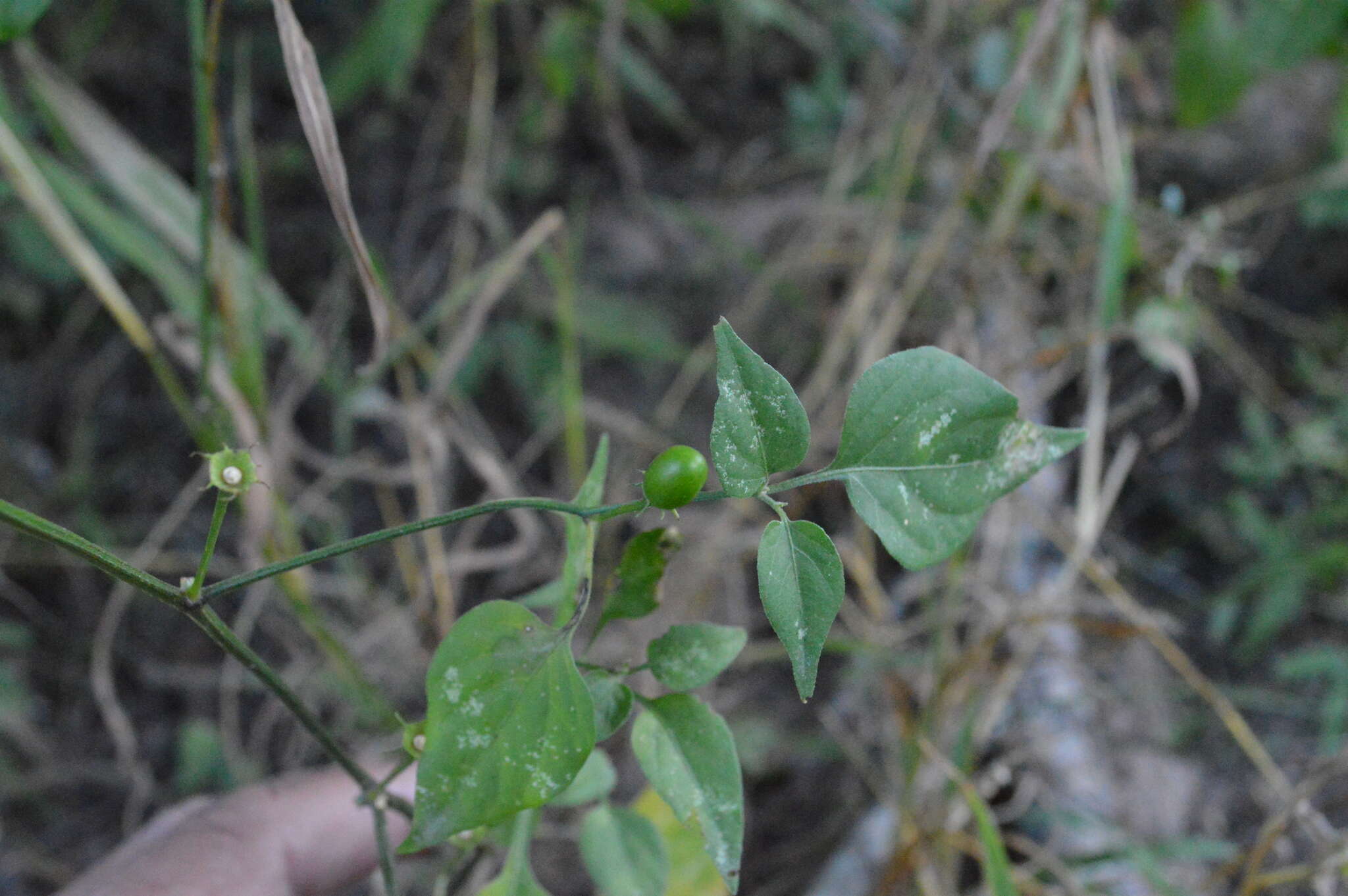 Image of Capsicum chacoense A. T. Hunziker