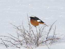 Image of Güldenstädt's Redstart