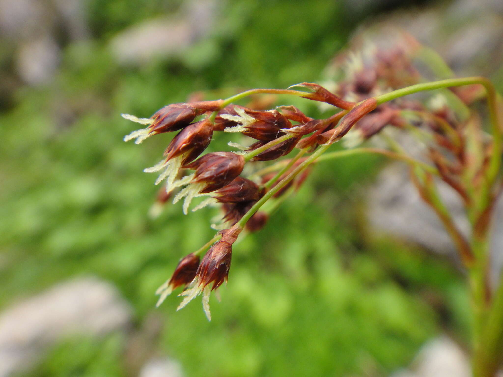 Image of smooth woodrush