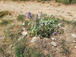 Image of Nepeta cyanea Steven