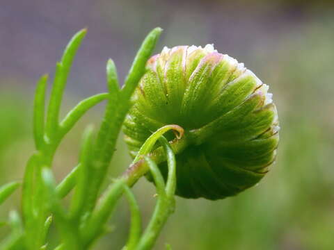 Sivun Cotula bipinnata Thunb. kuva