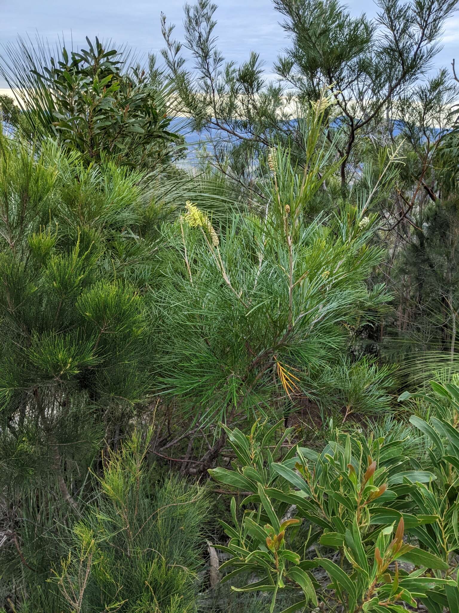 Image of Grevillea whiteana Mc Gill.