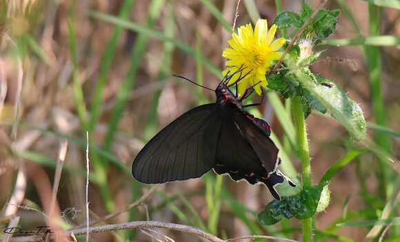 صورة Parides bunichus (Hübner 1821)