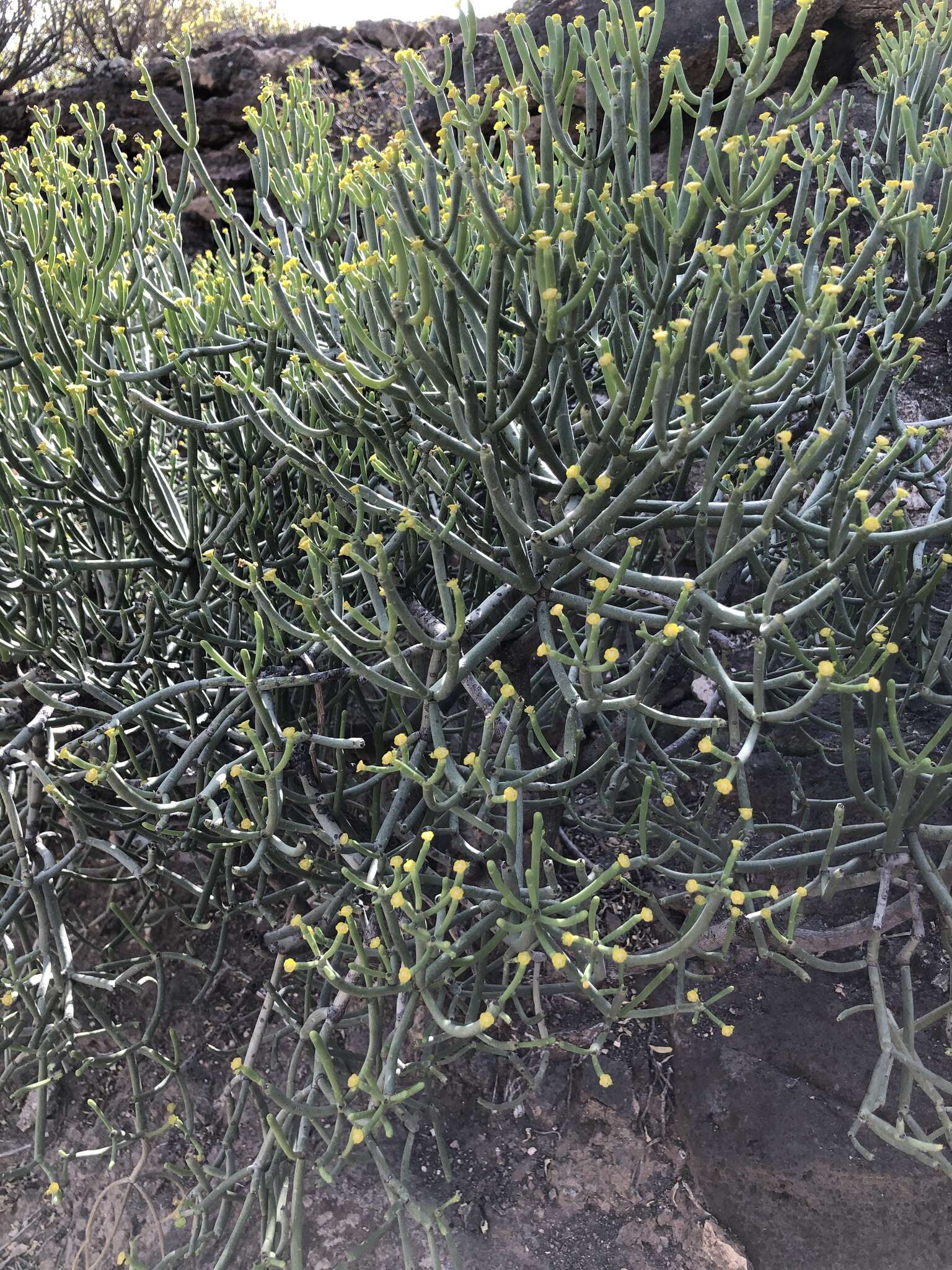 Слика од Euphorbia aphylla Brouss. ex Willd.