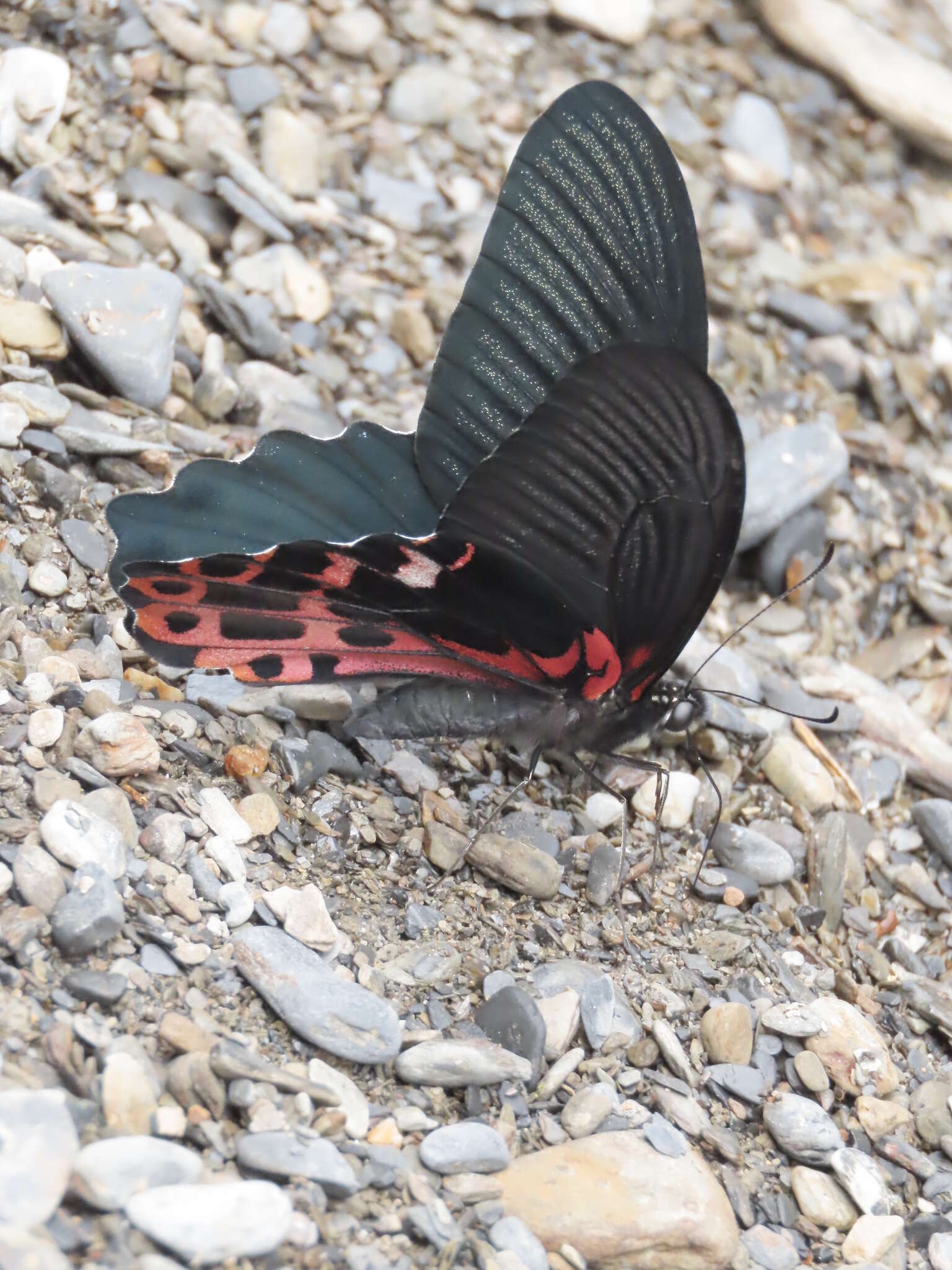 Image de Papilio thaiwanus Rothschild 1898