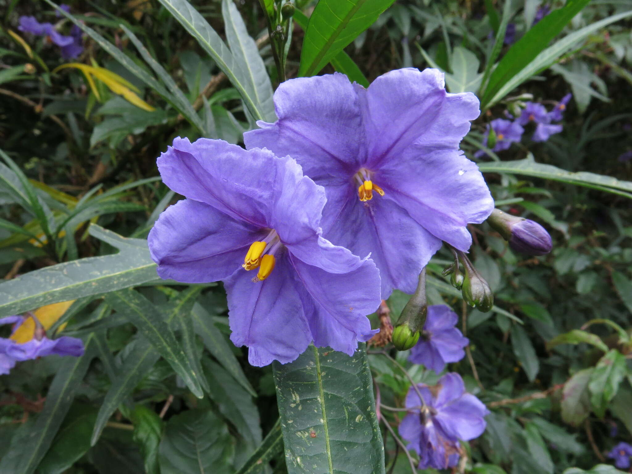 Image of Large Kangaroo Apple