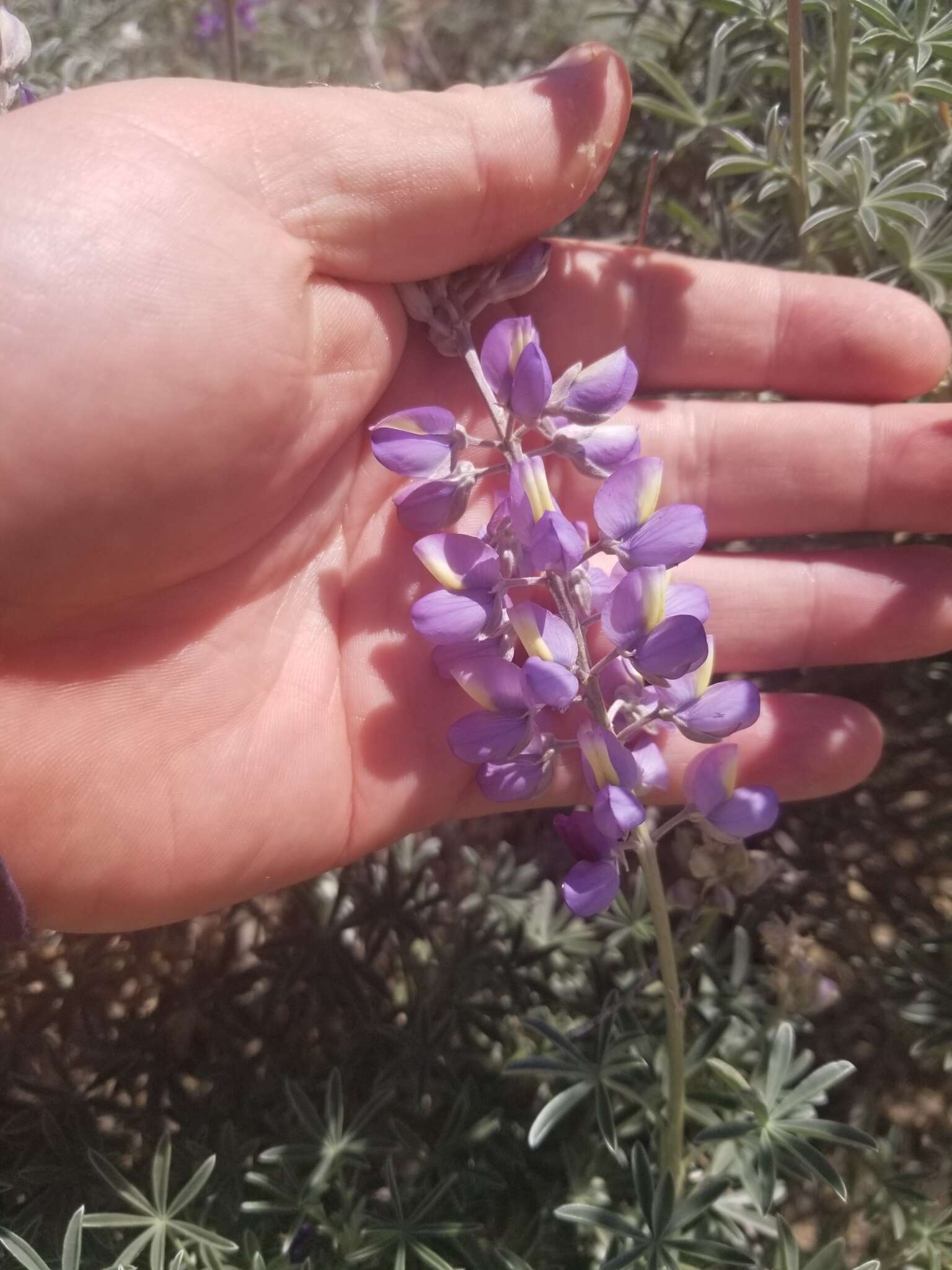 Image of <i>Lupinus paynei</i>