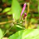 صورة Ruellia pereducta Standl. ex Lundell