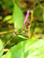 Image of Ruellia pereducta Standl. ex Lundell