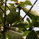 Image of Ficus chlamydocarpa subsp. fernandesiana (Hutch.) C. C. Berg