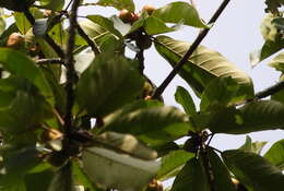 Image of Ficus chlamydocarpa subsp. fernandesiana (Hutch.) C. C. Berg