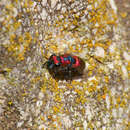 Image of <i>Chrysura candens</i>