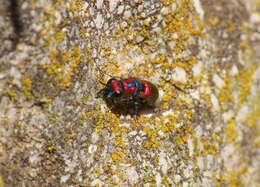 Image of <i>Chrysura candens</i>