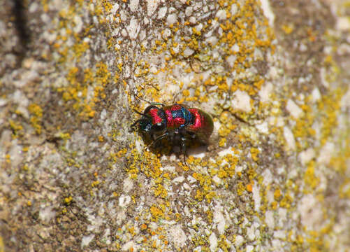 Image of <i>Chrysura candens</i>