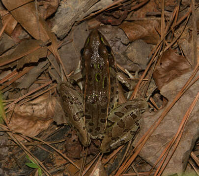 صورة Lithobates sphenocephalus (Cope 1886)