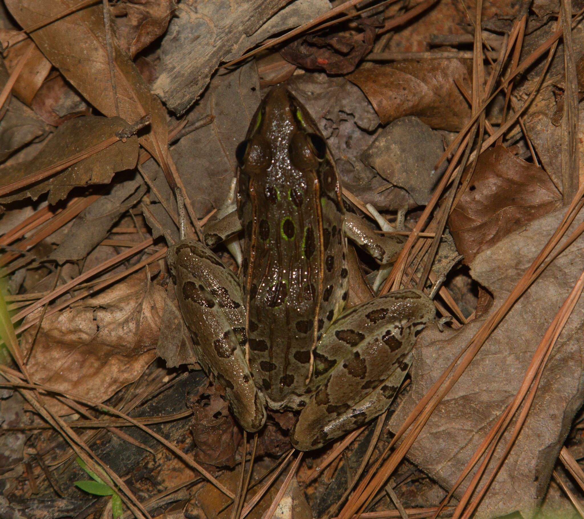 Image of Florida Leopard Frog