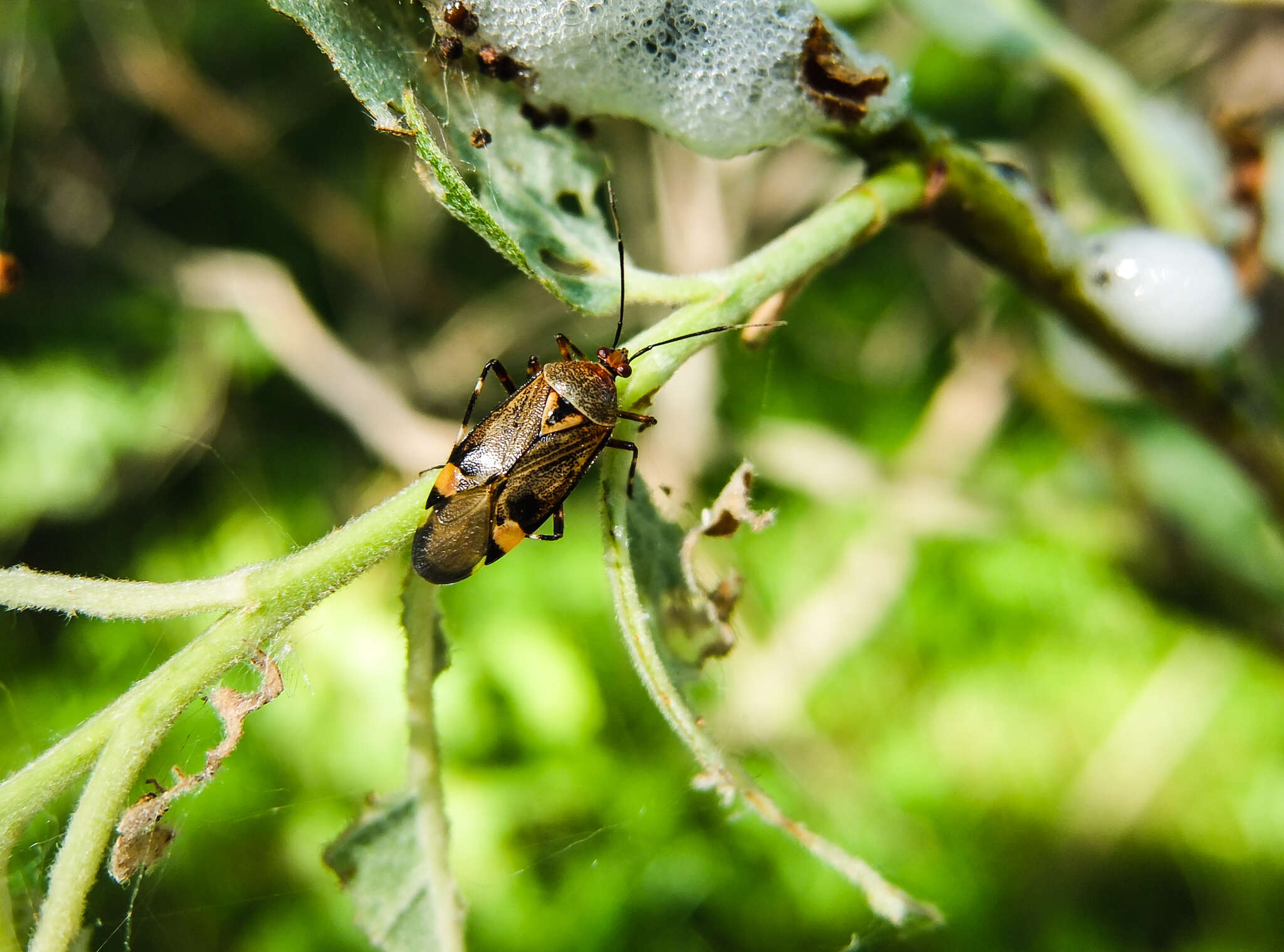 Image of Deraeocoris olivaceus (Fabricius 1777)