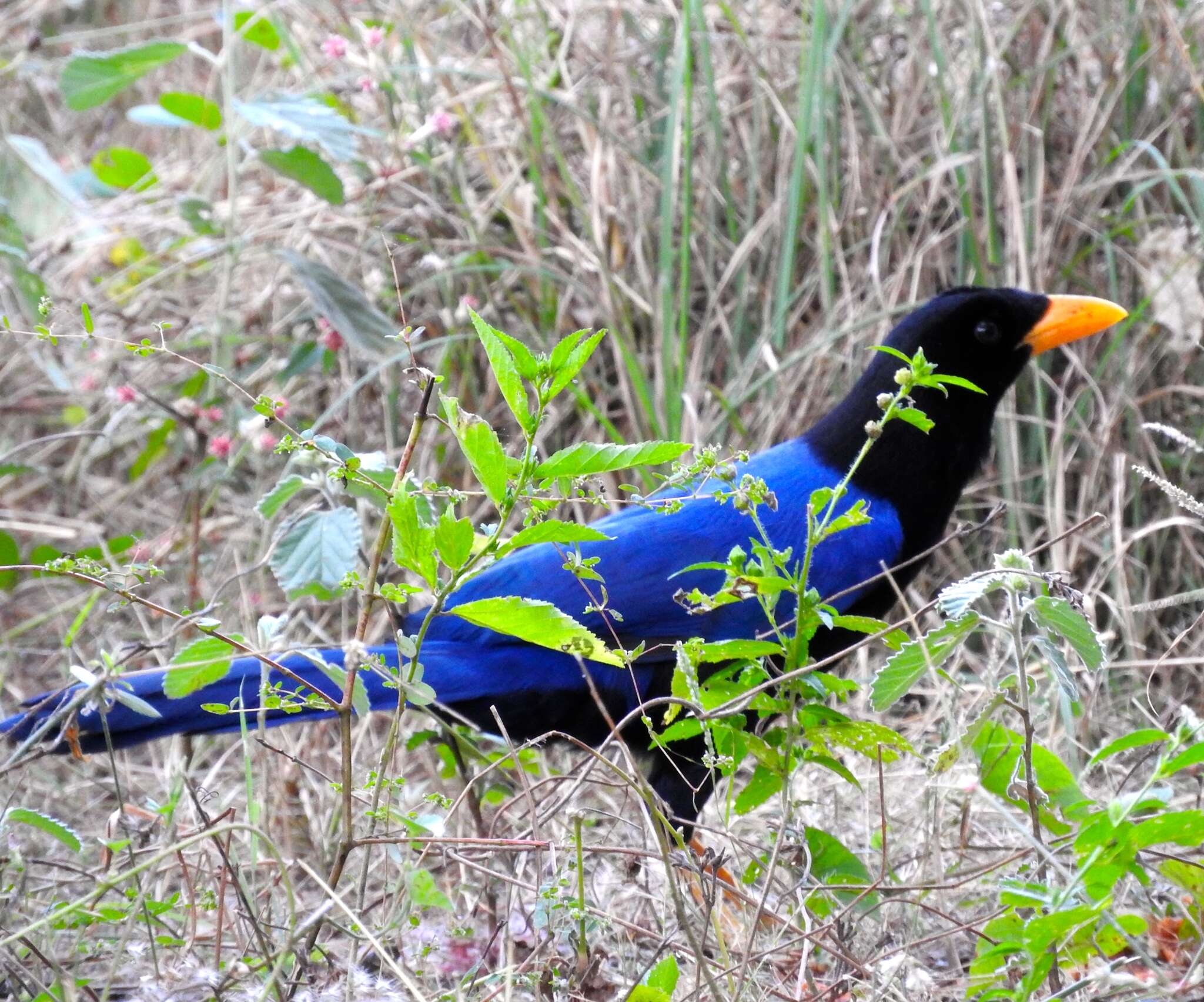 Image of Purplish-backed Jay