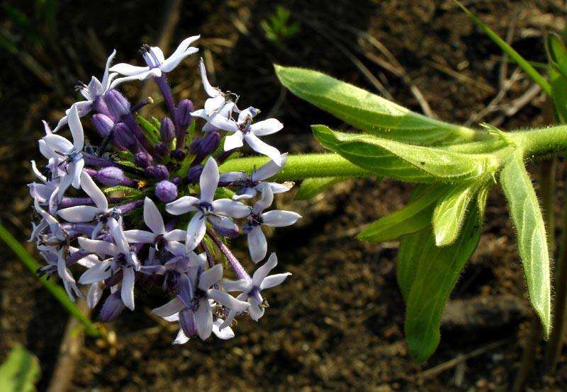 Image of Pentanisia prunelloides subsp. prunelloides